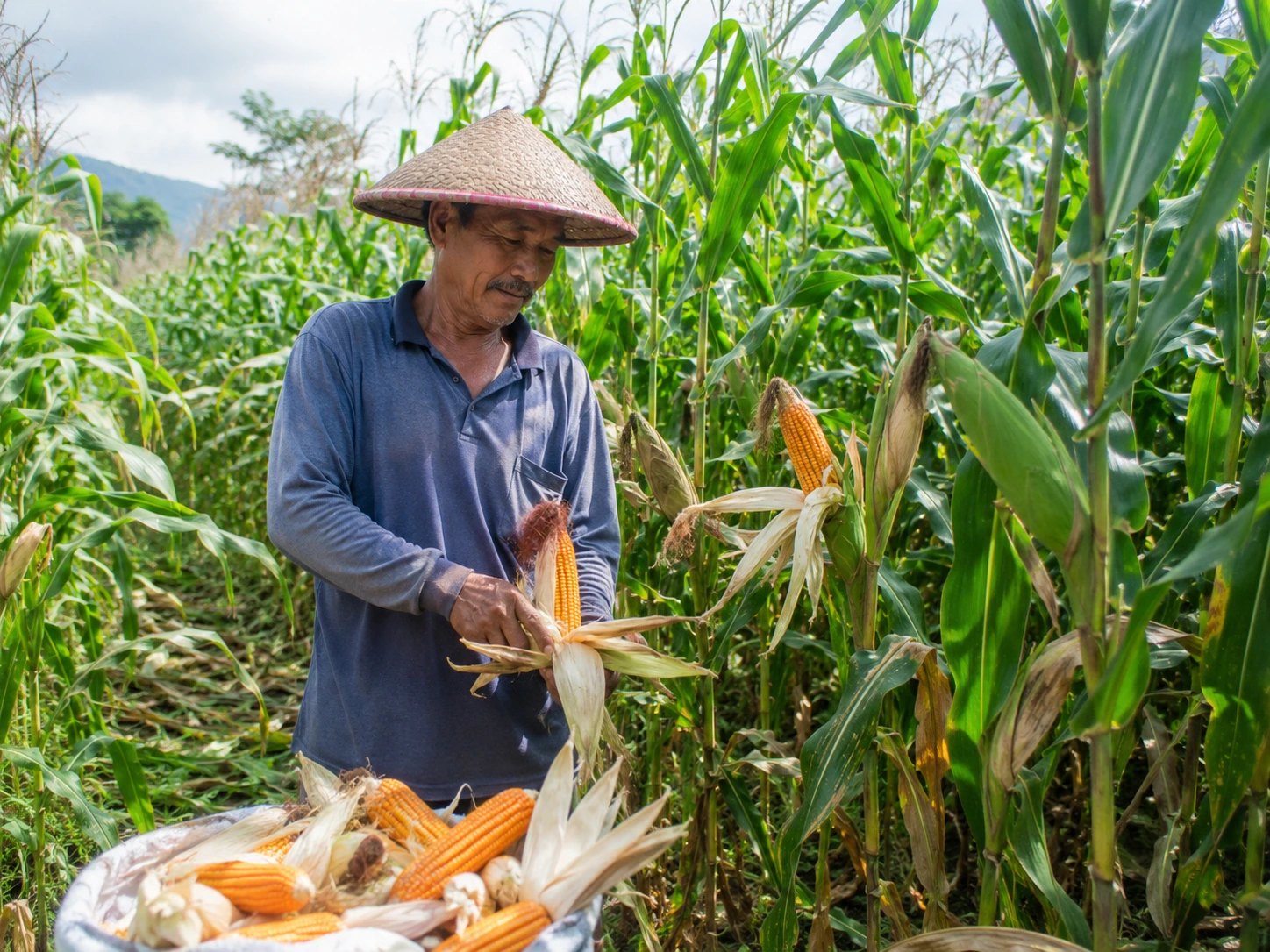 Petani jagung